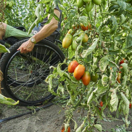 Raccolgo i pomodori